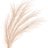 Pampa 01 https://lauraguillaume.les-craneuses.fr/wp-content/uploads/2024/04/pampa1-160x160.png